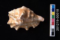 藏品(蜘蛛螺)的圖片