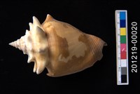 藏品(金拳鳳凰螺)的圖片