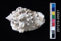 藏品(粗瘤鳳凰螺)的圖片