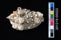 藏品(粗瘤鳳凰螺)的圖片