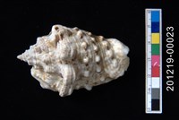 藏品(粗瘤鳳凰螺)的圖片