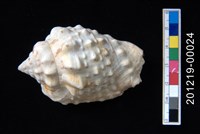 藏品(黑唇鳳凰螺)的圖片