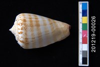 藏品(紅嬌鳳凰螺)的圖片