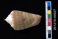 藏品(紅嬌鳳凰螺)的圖片