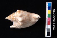 藏品(紅袖鳳凰螺)的圖片