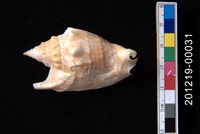 藏品(紅袖鳳凰螺)的圖片