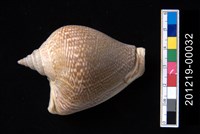 藏品(水晶鳳凰螺)的圖片