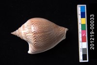 藏品(水晶鳳凰螺)的圖片