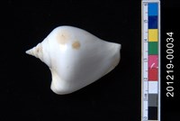 藏品(水晶鳳凰螺)的圖片