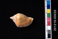 藏品(多環鳳凰螺)的圖片