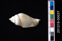 藏品(駝背鳳凰螺)的圖片