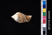 藏品(駝背鳳凰螺)的圖片