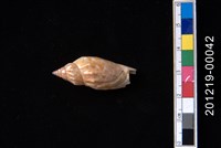 藏品(三齒鳳凰螺)的圖片