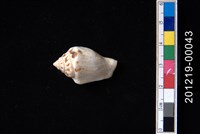 藏品(花瓶鳳凰螺)的圖片