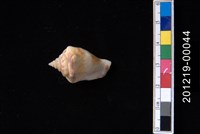 藏品(花瓶鳳凰螺)的圖片