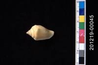 藏品(花瓶鳳凰螺)的圖片