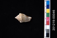 藏品(花瓶鳳凰螺)的圖片