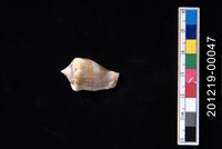 藏品(花瓶鳳凰螺)的圖片