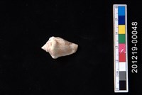 藏品(花瓶鳳凰螺)的圖片