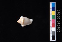 藏品(花瓶鳳凰螺)的圖片