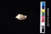 藏品(小花瓶鳳凰螺)的圖片