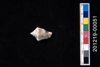 藏品(花瓶鳳凰螺)的圖片