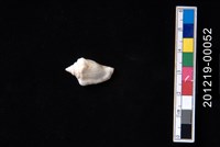 藏品(花瓶鳳凰螺)的圖片