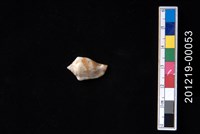 藏品(花瓶鳳凰螺)的圖片