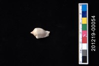 藏品(花瓶鳳凰螺)的圖片