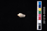 藏品(花瓶鳳凰螺)的圖片