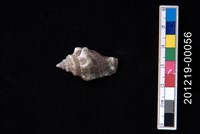 藏品(百肋鳳凰螺)的圖片