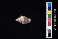 藏品(百肋鳳凰螺)的圖片