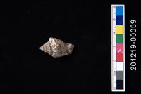 藏品(百肋鳳凰螺)的圖片