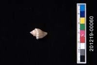 藏品(百肋鳳凰螺)的圖片