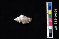 藏品(百肋鳳凰螺)的圖片