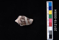 藏品(花瓶鳳凰螺)的圖片