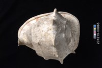 藏品(唐冠螺)的圖片