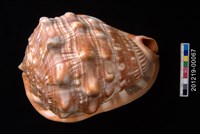 藏品(萬寶螺)的圖片