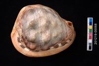 藏品(萬寶螺)的圖片