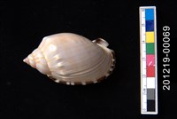 藏品(小鬘螺)的圖片