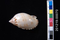 藏品(小鬘螺)的圖片