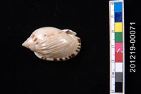 藏品(小鬘螺)的圖片