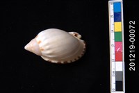 藏品(小鬘螺)的圖片