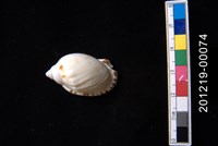 藏品(雷曼氏小鬘螺)的圖片