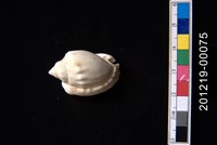 藏品(雷曼氏小鬘螺)的圖片