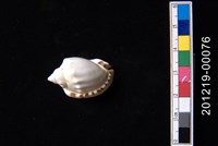 藏品(雷曼氏小鬘螺)的圖片