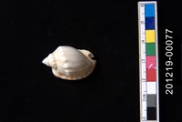 藏品(雷曼氏小鬘螺)的圖片