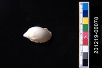 藏品(小鬘螺)的圖片