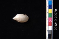 藏品(小鬘螺)的圖片