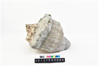 藏品(夜光蠑螺)的圖片